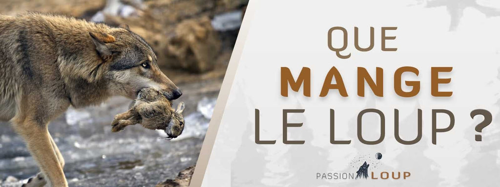 QUE MANGE LE LOUP ? Ses proies favorites et ses techniques de chasse