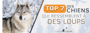 TOP 7 DES CHIENS QUI RESSEMBLENT À DES LOUPS