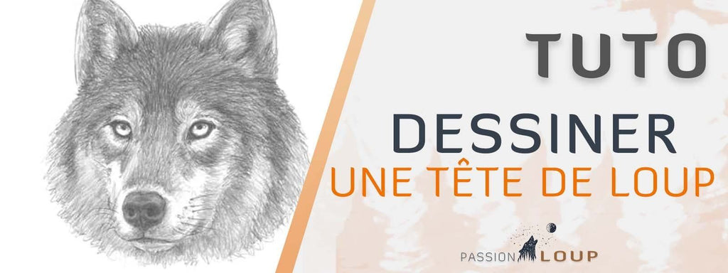 Comment dessiner une tête de loup ?